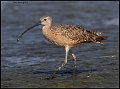 _9SB0516 long-billed curlew